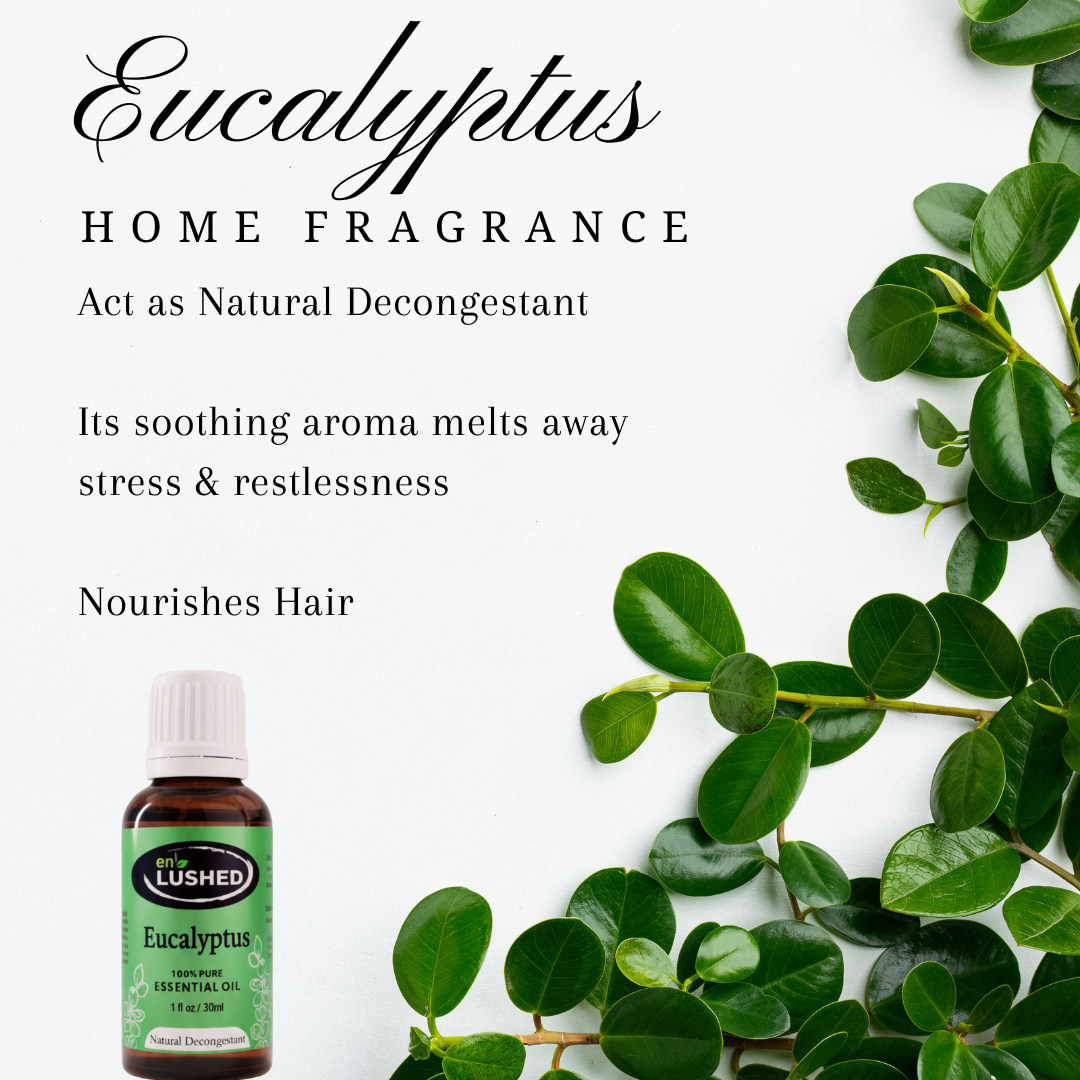 Eucalyptus Home Fragrance oil benefits graphic
